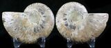 Polished Ammonite Pair - Million Years #26266-1